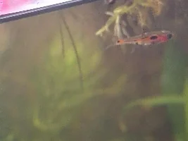 Is this ich or fungal in my Boraras merah?