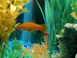 How Long Till My Swordtail Delivers Fry?