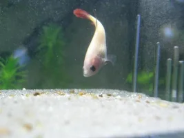 A Few Pics