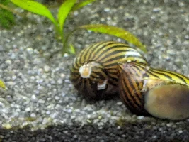 Nerite snails with damaged shell