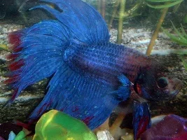 My first and last betta
