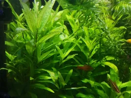 When should I have my co2 on