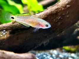 Peacock gudgeon photos