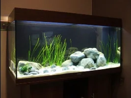 What plant is this?