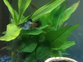 Which platy to get rid of? Strange bond