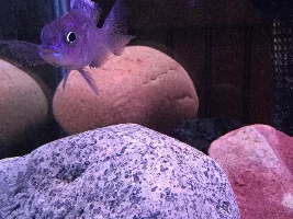 Former Newbie's African Cichlid Experience