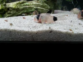 Panda Cory Fungal Infection