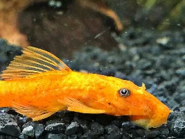 33 Gallon Underwater Forrest Community Tank