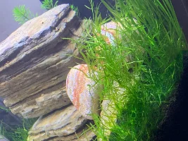 Tank no.2: 10g planted