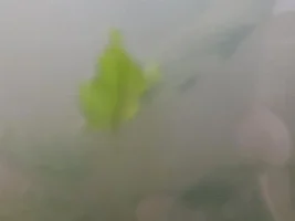 Dirty substrate