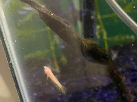 New baby betta has white spot on tail