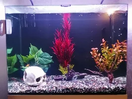 Finally got some fishes!!