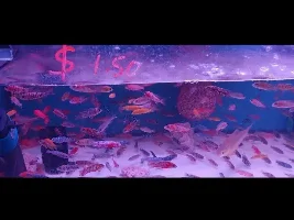 Newb cichlid question