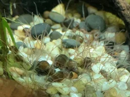 @colin, and anyone else, help please! Worms found in tank...