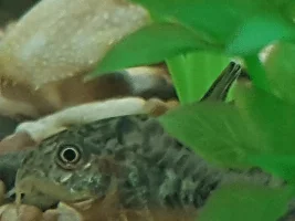 Tail fin problems