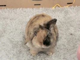 Bonding Bunnies