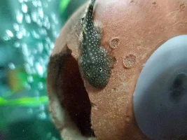 Hillstream loach