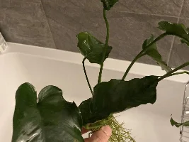 Anubias?