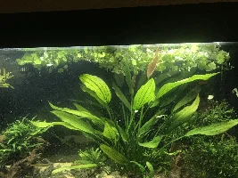 130 gallon planted tank