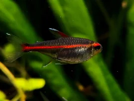 Hemigrammus Erythrozonus Spawning Journal