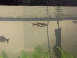 Zebra Danio Help