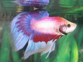 More of my new betta