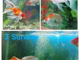 Fantail Goldfish Tails
