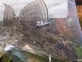 Saved A Fish From A Small Tank Need To Know What It Is