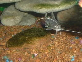 Misc. Pics