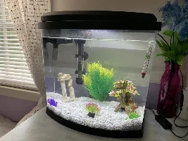 My Platy has a Bubble around his eye.