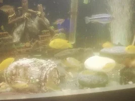 Male or Females