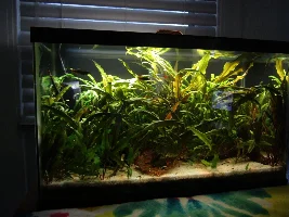 Do you have a nano tank (20 gal or smaller) stocked with shrimp?