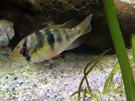 New inhabitants: GBR, and cats!