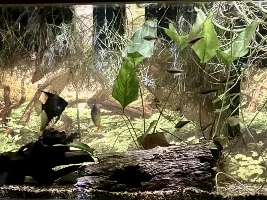 emperor types growing up... incredibly hard to get rainbow tetras