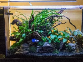 Any suggestions for my planted 5 gallon??