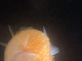 Pearlscale fish
