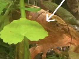What kind of plant is this?