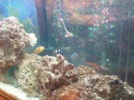New Filter. Oxygen Problems? Dying Livestock