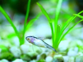 Could my oto be carrying eggs??