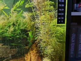 Major Tank Issue - Massive Algal Growth, Plants Dying, Help!