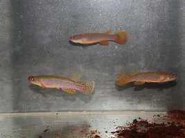 KFN killifish convention
