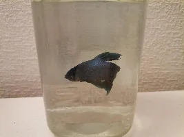 My fish after eSHa 2000