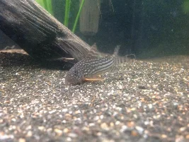 New 300L Aquarium