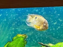 Keyhole Cichlids issue