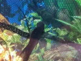 Help! White Spot