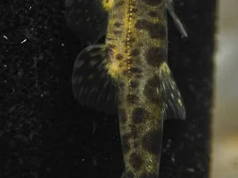 A new lizard  Hillstream for me…. Bhavania australis