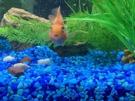 My blood parrot Cichlid always gets excited when he sees me