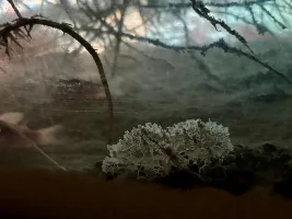 any idea what this strange critter is???