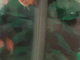 Is my platy pregnant?