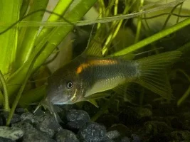 Need Help With An Id